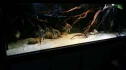 Aquarium Altum Wurzelbiotop