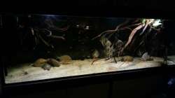 Aquarium Altum Wurzelbiotop
