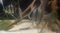 Besatz im Aquarium Altum Wurzelbiotop