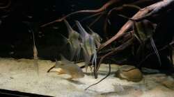 Besatz im Aquarium Altum Wurzelbiotop