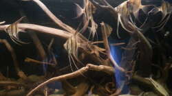 Besatz im Aquarium Altum Wurzelbiotop