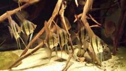 Besatz im Aquarium Altum Wurzelbiotop