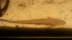 Besatz im Aquarium Altum Wurzelbiotop