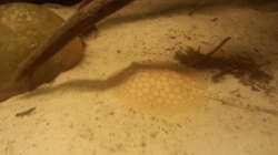 Besatz im Aquarium Altum Wurzelbiotop