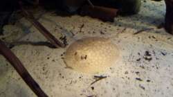 Besatz im Aquarium Altum Wurzelbiotop