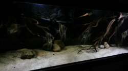 Aquarium Altum Wurzelbiotop
