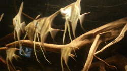 Besatz im Aquarium Altum Wurzelbiotop