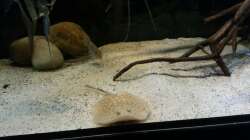 Besatz im Aquarium Altum Wurzelbiotop