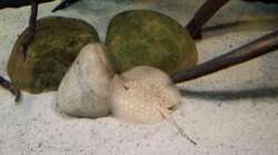 Besatz im Aquarium Altum Wurzelbiotop