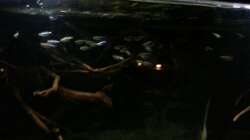 Besatz im Aquarium Altum Wurzelbiotop