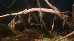 Besatz im Aquarium Altum Wurzelbiotop