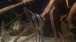 Besatz im Aquarium Altum Wurzelbiotop