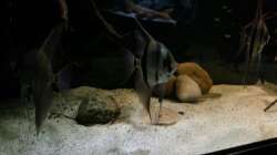 Besatz im Aquarium Altum Wurzelbiotop