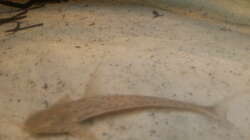 Besatz im Aquarium Altum Wurzelbiotop