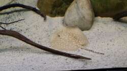 Besatz im Aquarium Altum Wurzelbiotop