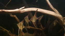 Besatz im Aquarium Altum Wurzelbiotop