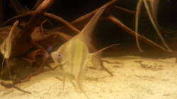 Besatz im Aquarium Altum Wurzelbiotop