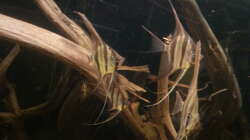 Besatz im Aquarium Altum Wurzelbiotop