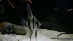 Besatz im Aquarium Altum Wurzelbiotop