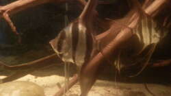 Besatz im Aquarium Altum Wurzelbiotop