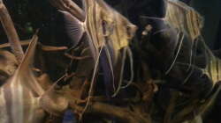 Besatz im Aquarium Altum Wurzelbiotop