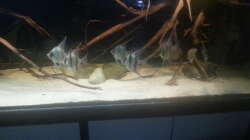 Besatz im Aquarium Altum Wurzelbiotop