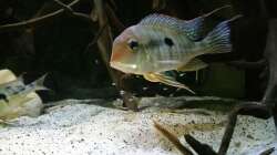 Besatz im Aquarium Altum Wurzelbiotop