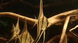 Besatz im Aquarium Altum Wurzelbiotop