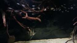 Besatz im Aquarium Altum Wurzelbiotop