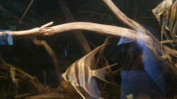 Besatz im Aquarium Altum Wurzelbiotop