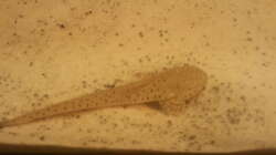 Besatz im Aquarium Altum Wurzelbiotop