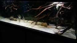 Aquarium Altum Wurzelbiotop