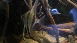 Besatz im Aquarium Altum Wurzelbiotop