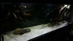 Aquarium Altum Wurzelbiotop