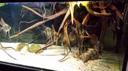 Besatz im Aquarium Altum Wurzelbiotop