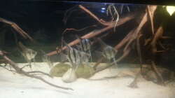 Besatz im Aquarium Altum Wurzelbiotop