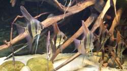 Besatz im Aquarium Altum Wurzelbiotop