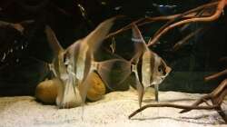 Besatz im Aquarium Altum Wurzelbiotop