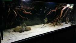 Aquarium Altum Wurzelbiotop