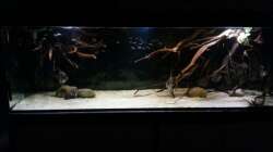 Aquarium Altum Wurzelbiotop