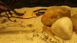 Besatz im Aquarium Altum Wurzelbiotop