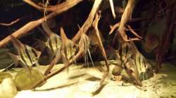 Besatz im Aquarium Altum Wurzelbiotop