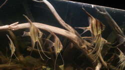 Besatz im Aquarium Altum Wurzelbiotop