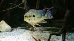 Besatz im Aquarium Altum Wurzelbiotop