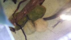 Besatz im Aquarium Altum Wurzelbiotop