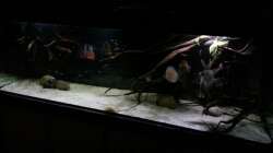 Aquarium Altum Wurzelbiotop