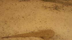 Besatz im Aquarium Altum Wurzelbiotop