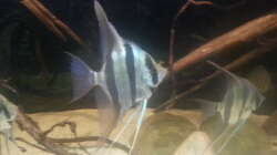 Besatz im Aquarium Altum Wurzelbiotop