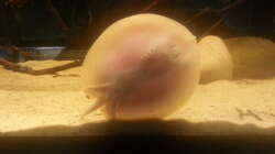 Besatz im Aquarium Altum Wurzelbiotop