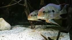 Besatz im Aquarium Altum Wurzelbiotop